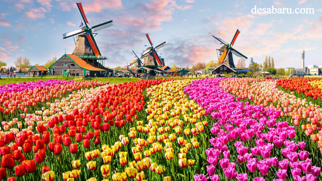 Tempat Wisata Budaya di Belanda Berkunjung Saat Berlibur