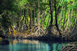 Tempat Wisata di Bengkulu untuk Liburan Keluarga