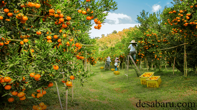 Agrowisata Purwosari Mijen Wisata Edukasi Memetik Buah Sendiri