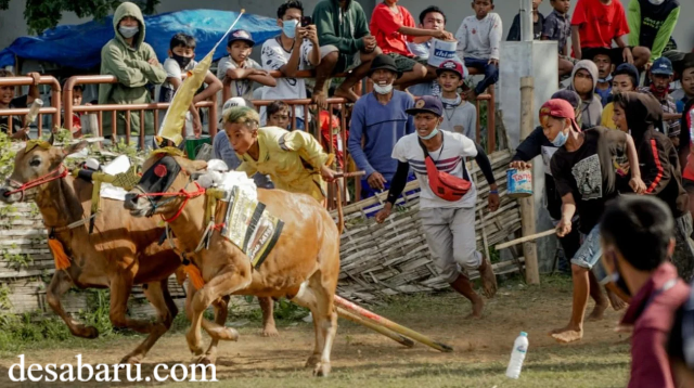 Wisata Budaya Karapan Sapi Madura yang Mendunia